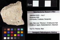 Foto (Objket + Etiketten) von Decapoda indet. 